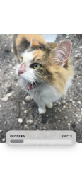 Found/Stray Female Cat last seen Near w Euclid avenue, San Antonio, TX 78212
