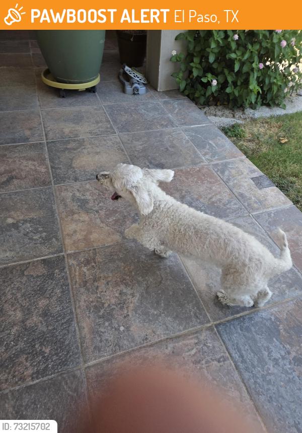 Found/Stray Female Dog last seen La mirada and equestre, El Paso, TX 79932