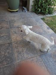 Found/Stray Female Dog last seen La mirada and equestre, El Paso, TX 79932