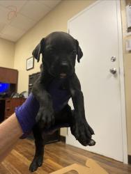 Shelter Stray Female Dog last seen Near Yacht Club Boulevard, INDIAN HARBOUR BEACH, FL, 32937, 5100 W Eau Gallie Blvd, Melbourne, FL 32934, USA