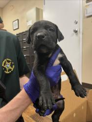 Shelter Stray Male Dog last seen Near Yacht Club Boulevard, INDIAN HARBOUR BEACH, FL, 32937, 5100 W Eau Gallie Blvd, Melbourne, FL 32934, USA