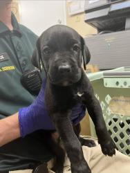 Shelter Stray Male Dog last seen Near Yacht Club Boulevard, INDIAN HARBOUR BEACH, FL, 32937, 5100 W Eau Gallie Blvd, Melbourne, FL 32934, USA