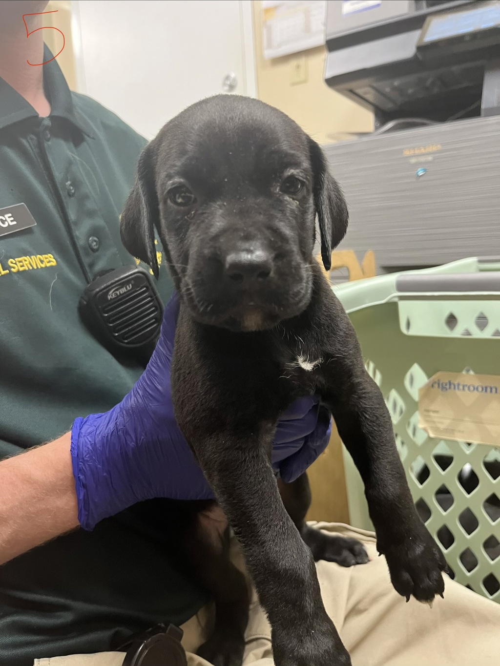 Shelter Stray Female Dog last seen Near Yacht Club Boulevard, INDIAN HARBOUR BEACH, FL, 32937, 5100 W Eau Gallie Blvd, Melbourne, FL 32934, USA