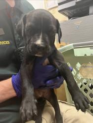 Shelter Stray Female Dog last seen Near Yacht Club Boulevard, INDIAN HARBOUR BEACH, FL, 32937, 5100 W Eau Gallie Blvd, Melbourne, FL 32934, USA