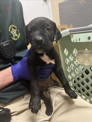 Shelter Stray Female Dog last seen Near Yacht Club Boulevard, INDIAN HARBOUR BEACH, FL, 32937, 5100 W Eau Gallie Blvd, Melbourne, FL 32934, USA