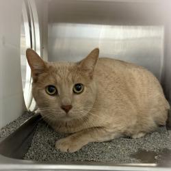 Shelter Stray Male Cat last seen Near 34th Avenue NW, ALTOONA, IA, 50009, Des Moines, IA 50313