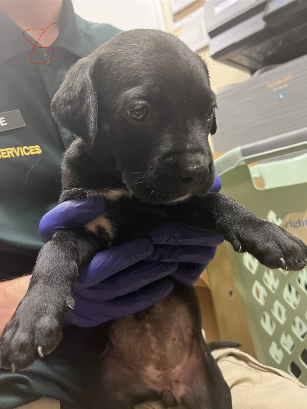 Shelter Stray Female Dog last seen Near Yacht Club Boulevard, INDIAN HARBOUR BEACH, FL, 32937, 5100 W Eau Gallie Blvd, Melbourne, FL 32934, USA