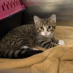 Shelter Stray Unknown Cat last seen Near 34th Avenue NW, ALTOONA, IA, 50009, Des Moines, IA 50313