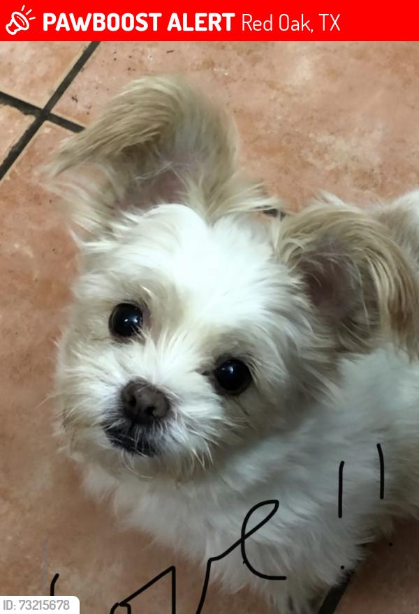 Lost Male Dog last seen Moates Elementary School, Red Oak, TX 75154