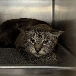 Shelter Stray Unknown Cat last seen Near 34th Avenue NW, ALTOONA, IA, 50009, Des Moines, IA 50313