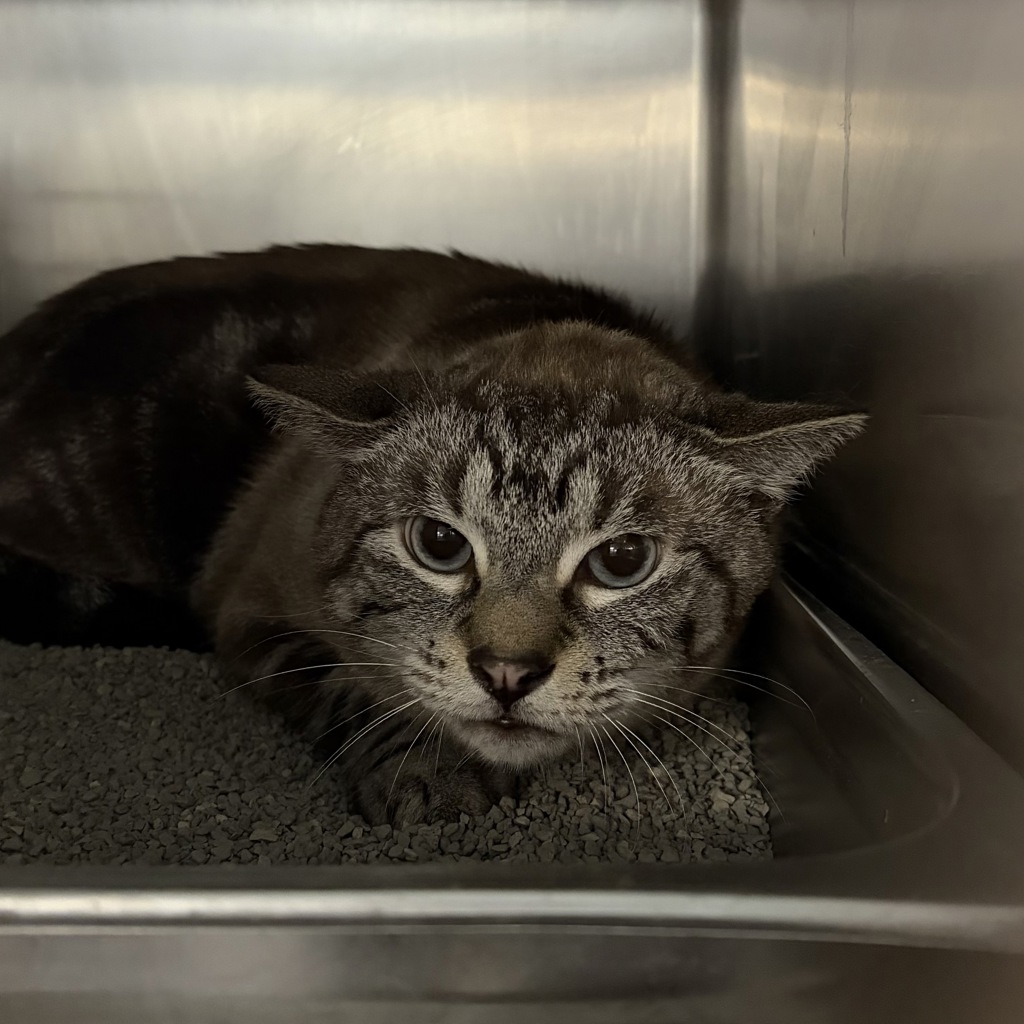 Shelter Stray Unknown Cat last seen Near 34th Avenue NW, ALTOONA, IA, 50009, Des Moines, IA 50313