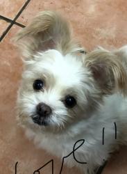 Lost Male Dog last seen Moates Elementary School, Red Oak, TX 75154