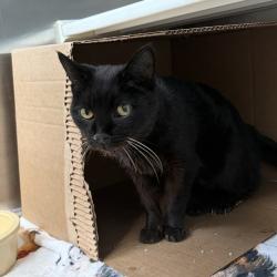 Shelter Stray Female Cat last seen Near NE 22nd Street, DES MOINES (Polk County), IA, 50313, Des Moines, IA 50313