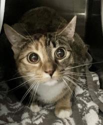 Shelter Stray Female Cat last seen STATEN ISLAND, NY, 10309, 3139 Veterans Rd W, Staten Island, NY 10309, USA