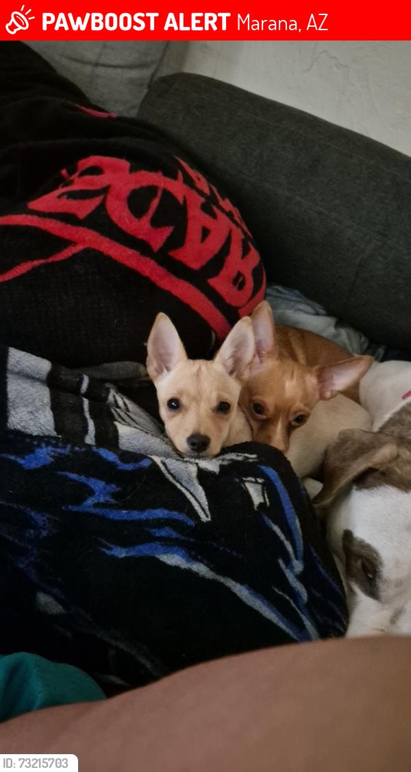 Lost Female Dog last seen Twin peaks and Linda vista, Marana, AZ 85743