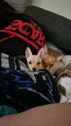 Lost Female Dog last seen Twin peaks and Linda vista, Marana, AZ 85743