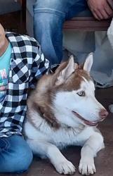 Reunited Female Dog last seen Pearblossom and Arnold, Palmdale, CA 93552