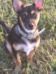 Reunited Male Dog last seen Pearblossom and Arnold, Palmdale, CA 93552