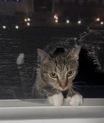 Lost Female Cat last seen Cross Creek Circle Development near Cetronia Rd & Route 222, Breinigsville, PA, Breinigsville, PA 18031