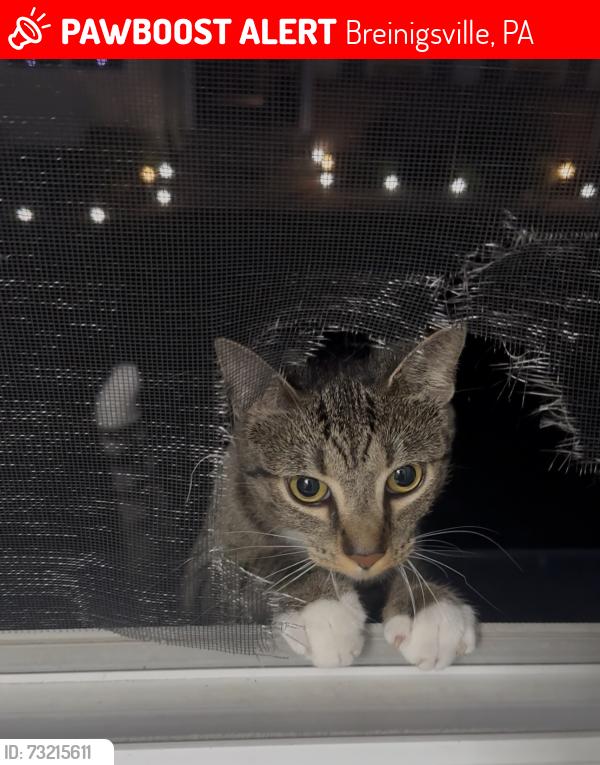 Lost Female Cat last seen Cross Creek Circle Development near Cetronia Rd & Route 222, Breinigsville, PA, Breinigsville, PA 18031