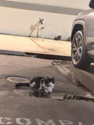 Found/Stray Unknown Cat last seen San gabriel valley, El Monte, CA 91733