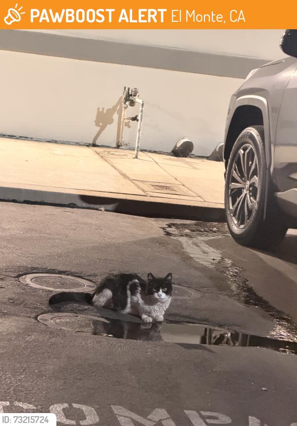 Found/Stray Unknown Cat last seen San gabriel valley, El Monte, CA 91733