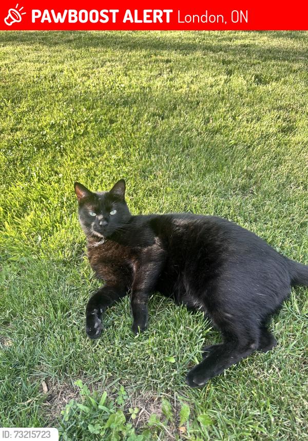 Lost Male Cat last seen Hillview blvd and mohawk road, London, ON 