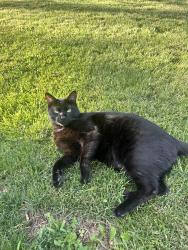 Lost Male Cat last seen Hillview blvd and mohawk road, London, ON 