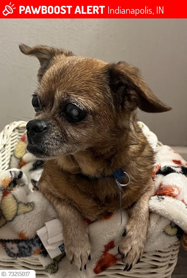 Lost Female Dog last seen Hanna Ave and Keystone Ave, Indianapolis, IN 46227