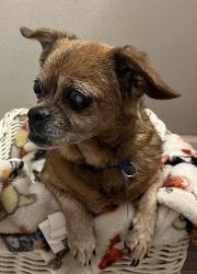 Lost Female Dog last seen Hanna Ave and Keystone Ave, Indianapolis, IN 46227