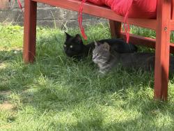 Reunited Female Cat last seen Near Leighton Gardens NW10 3PR, Greater London, England NW10 3PR