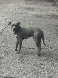 Found/Stray Male Dog last seen Lincoln community center parking lot, Tallahassee, FL 32301