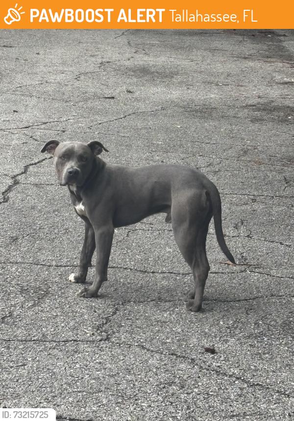 Found/Stray Male Dog last seen Lincoln community center parking lot, Tallahassee, FL 32301