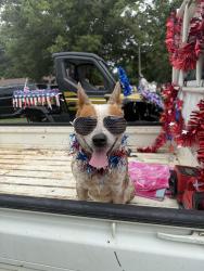 Lost Female Dog last seen She ran across a cow pasture between Marlowe rd and Hopewell church, Alexander County, NC 28636