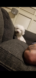Reunited Male Dog last seen China Tree, Dallas, TX 75249