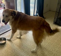 Reunited Male Dog last seen FM 78 and Manderly converse, Converse, TX 78109