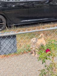 Reunited Unknown Dog last seen S Morgan St and 46th Ave, Seattle, WA 98118