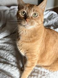 Lost Male Cat last seen Amberwood, Kyle, TX 78640