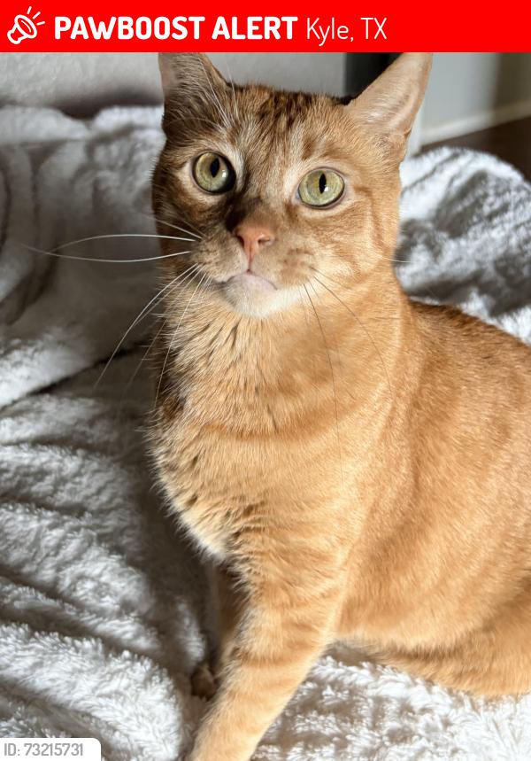 Lost Male Cat last seen Amberwood, Kyle, TX 78640