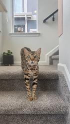 Reunited Male Cat last seen 63rd & Siegel, Commerce City, CO 80022
