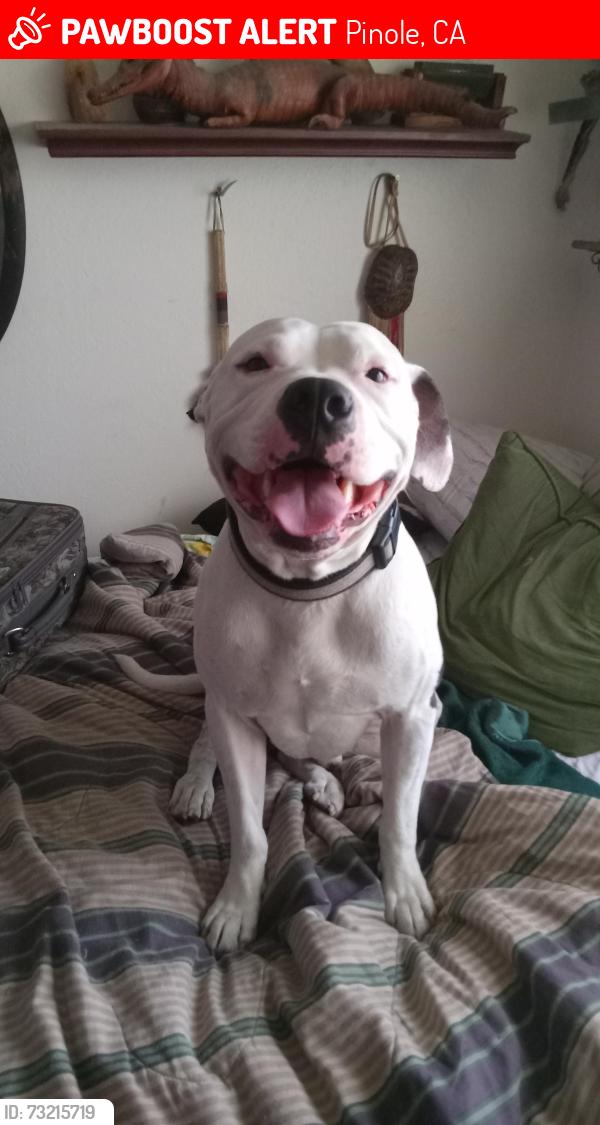 Lost Male Dog last seen Faria ave and ests ave, Pinole, CA 94564