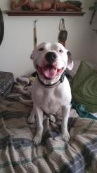 Lost Male Dog last seen Faria ave and ests ave, Pinole, CA 94564
