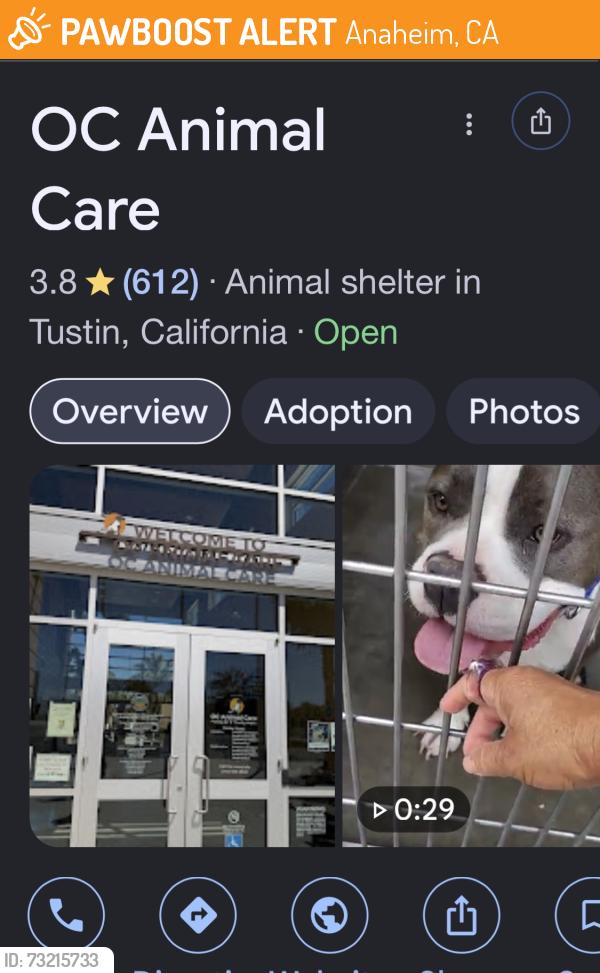 Found/Stray Female Dog last seen Hampstead St & Crone, Anaheim, CA 92802