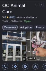 Found/Stray Female Dog last seen Hampstead St & Crone, Anaheim, CA 92802