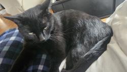 Lost Male Cat last seen Roosevelt Ave somerset Ma, Somerset, MA 02726