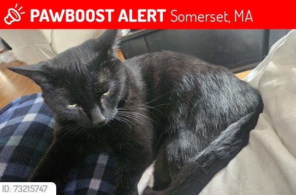 Lost Male Cat last seen Roosevelt Ave somerset Ma, Somerset, MA 02726