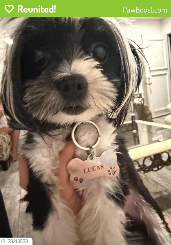 Reunited Male Dog last seen Sierra ave, Fontana, CA 92335