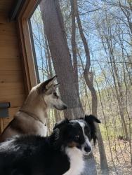 Reunited Female Dog last seen Oxon hill, Oxon Hill, MD 20745