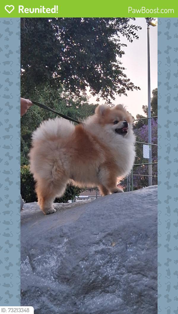 Reunited Male Dog last seen Astoria and Genoa st, Los Angeles, CA 91342