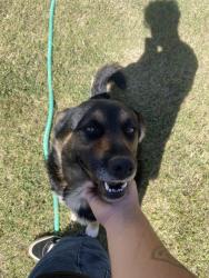 Reunited Male Dog last seen Not sure, Lawrenceville, GA 30044